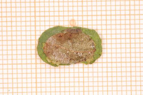 Incurvaria masculella
